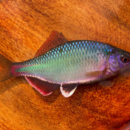 日本が世界に誇る美魚!『あつまれ どうぶつの森』で釣れる「タナゴ」ってどんな魚?【平坂寛の『あつ森』博物誌】