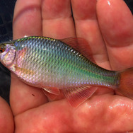 日本が世界に誇る美魚!『あつまれ どうぶつの森』で釣れる「タナゴ」ってどんな魚?【平坂寛の『あつ森』博物誌】