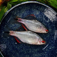 日本が世界に誇る美魚!『あつまれ どうぶつの森』で釣れる「タナゴ」ってどんな魚?【平坂寛の『あつ森』博物誌】