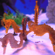 見た目の派手さは擬態のため！『あつまれ どうぶつの森』で釣れる「タツノオトシゴ 」の秘密【平坂寛の『あつ森』博物誌】