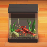 食べられます！『あつまれ どうぶつの森』で釣れる「ザリガニ」ってこんな生き物【平坂寛の『あつ森』博物誌】