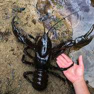 食べられます！『あつまれ どうぶつの森』で釣れる「ザリガニ」ってこんな生き物【平坂寛の『あつ森』博物誌】