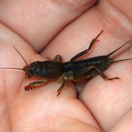 潜る、飛ぶ、泳ぐ、鳴く！『あつまれ どうぶつの森』で採れる「オケラ」ってどんな虫？【平坂寛の『あつ森』博物誌】