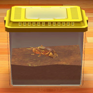 潜る、飛ぶ、泳ぐ、鳴く！『あつまれ どうぶつの森』で採れる「オケラ」ってどんな虫？【平坂寛の『あつ森』博物誌】