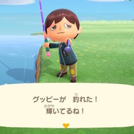 日本にもいる!?『あつまれ どうぶつの森』で釣れるグッピーってどんな魚?【平坂寛の『あつ森』博物誌】