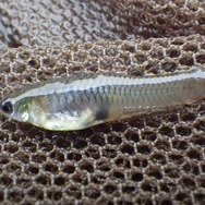 日本にもいる!?『あつまれ どうぶつの森』で釣れるグッピーってどんな魚?【平坂寛の『あつ森』博物誌】