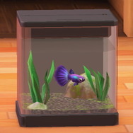 日本にもいる!?『あつまれ どうぶつの森』で釣れるグッピーってどんな魚?【平坂寛の『あつ森』博物誌】