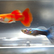 日本にもいる!?『あつまれ どうぶつの森』で釣れるグッピーってどんな魚?【平坂寛の『あつ森』博物誌】