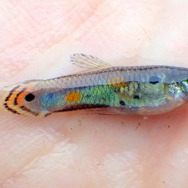 日本にもいる!?『あつまれ どうぶつの森』で釣れるグッピーってどんな魚?【平坂寛の『あつ森』博物誌】