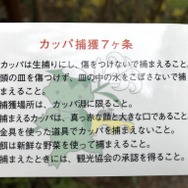 『モンハンライズ』ヨツミワドウの