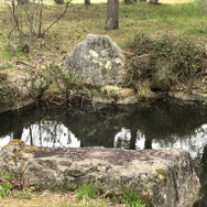 『モンハンライズ』ヨツミワドウの