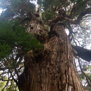 【Travel of Tsushima】聖地巡礼したい境井仁向けリアル対馬旅行ガイド 第二回―リアル対馬でもっとも『Ghost of Tsushima』なのはどこ?5段階評価で「ぽさ」を評価