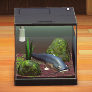 全身センサーだらけ！『あつまれ どうぶつの森』で釣れる「ナマズ」ってこんな魚【平坂寛の『あつ森』博物誌】