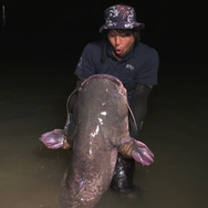 全身センサーだらけ！『あつまれ どうぶつの森』で釣れる「ナマズ」ってこんな魚【平坂寛の『あつ森』博物誌】