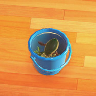 昆虫界のトップスイマー！『あつまれ どうぶつの森』で採れる「ゲンゴロウ」ってどんな虫？【平坂寛の『あつ森』博物誌】