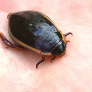 昆虫界のトップスイマー！『あつまれ どうぶつの森』で採れる「ゲンゴロウ」ってどんな虫？【平坂寛の『あつ森』博物誌】