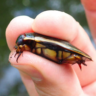 昆虫界のトップスイマー！『あつまれ どうぶつの森』で採れる「ゲンゴロウ」ってどんな虫？【平坂寛の『あつ森』博物誌】