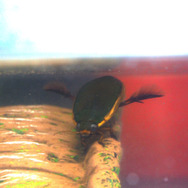 昆虫界のトップスイマー！『あつまれ どうぶつの森』で採れる「ゲンゴロウ」ってどんな虫？【平坂寛の『あつ森』博物誌】