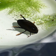 昆虫界のトップスイマー！『あつまれ どうぶつの森』で採れる「ゲンゴロウ」ってどんな虫？【平坂寛の『あつ森』博物誌】