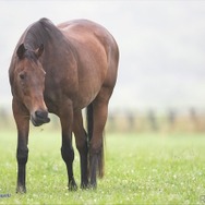 大レースで3年連続3位の「ブロンズコレクター」