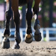 競走馬の「余生」とは？