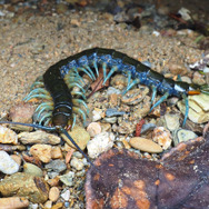 今、ムカデがアツい！『あつまれ どうぶつの森』に登場する「ムカデ」ってどんな虫？【平坂寛の『あつ森』博物誌】