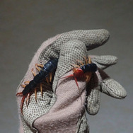 今、ムカデがアツい！『あつまれ どうぶつの森』に登場する「ムカデ」ってどんな虫？【平坂寛の『あつ森』博物誌】