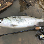 いじめられっ子は「変身」します！『あつまれ どうぶつの森』で釣れる「ヤマメ」の秘密とは【平坂寛の『あつ森』博物誌】