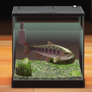 いじめられっ子は「変身」します！『あつまれ どうぶつの森』で釣れる「ヤマメ」の秘密とは【平坂寛の『あつ森』博物誌】