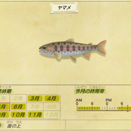 いじめられっ子は「変身」します！『あつまれ どうぶつの森』で釣れる「ヤマメ」の秘密とは【平坂寛の『あつ森』博物誌】
