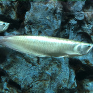 鑑賞魚の頂点！『あつまれ どうぶつの森』で釣れる「アロワナ」の正体とは【平坂寛の『あつ森』博物誌】