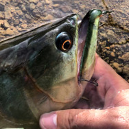 鑑賞魚の頂点！『あつまれ どうぶつの森』で釣れる「アロワナ」の正体とは【平坂寛の『あつ森』博物誌】