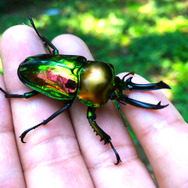 なぜ虹色！？『あつまれ どうぶつの森』で採れる「ニジイロクワガタ」ってどんな虫？【平坂寛の『あつ森』博物誌】