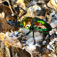 なぜ虹色！？『あつまれ どうぶつの森』で採れる「ニジイロクワガタ」ってどんな虫？【平坂寛の『あつ森』博物誌】