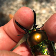 なぜ虹色！？『あつまれ どうぶつの森』で採れる「ニジイロクワガタ」ってどんな虫？【平坂寛の『あつ森』博物誌】