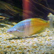 川に棲む虹色の…イワシ！？『あつまれ どうぶつの森』で釣れる「レインボーフィッシュ」ってどんな魚？【平坂寛の『あつ森』博物誌】