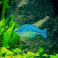 川に棲む虹色の…イワシ！？『あつまれ どうぶつの森』で釣れる「レインボーフィッシュ」ってどんな魚？【平坂寛の『あつ森』博物誌】