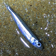 川に棲む虹色の…イワシ！？『あつまれ どうぶつの森』で釣れる「レインボーフィッシュ」ってどんな魚？【平坂寛の『あつ森』博物誌】