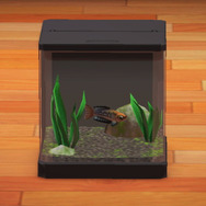 川に棲む虹色の…イワシ！？『あつまれ どうぶつの森』で釣れる「レインボーフィッシュ」ってどんな魚？【平坂寛の『あつ森』博物誌】