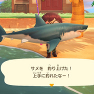 正体は○○ザメ！『あつまれ どうぶつの森』で釣れる「サメ」ってこんな魚【平坂寛の『あつ森』博物誌】