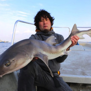 正体は○○ザメ！『あつまれ どうぶつの森』で釣れる「サメ」ってこんな魚【平坂寛の『あつ森』博物誌】