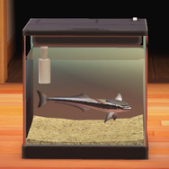 正体は○○ザメ！『あつまれ どうぶつの森』で釣れる「サメ」ってこんな魚【平坂寛の『あつ森』博物誌】