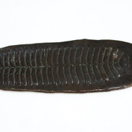 正体は○○ザメ！『あつまれ どうぶつの森』で釣れる「サメ」ってこんな魚【平坂寛の『あつ森』博物誌】