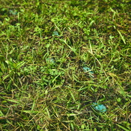 ポケモン求めてリアルな大自然を探索！「ポケモンワンダー」7月17日オープン、草木をかき分ける新たなネイチャーアドベンチャー