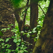 ポケモン求めてリアルな大自然を探索！「ポケモンワンダー」7月17日オープン、草木をかき分ける新たなネイチャーアドベンチャー