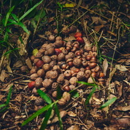 ポケモン求めてリアルな大自然を探索！「ポケモンワンダー」7月17日オープン、草木をかき分ける新たなネイチャーアドベンチャー