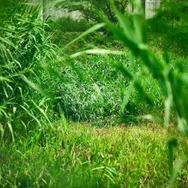 ポケモン求めてリアルな大自然を探索！「ポケモンワンダー」7月17日オープン、草木をかき分ける新たなネイチャーアドベンチャー