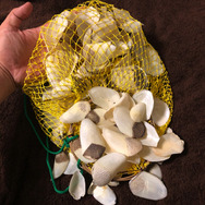 ▲ピラルクのウロコ