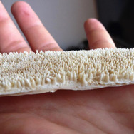 ▲ピラルクの舌の骨。細かい突起が無数に並ぶ。