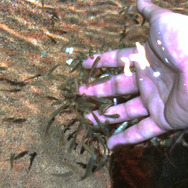 川のエステティシャン！『あつまれどうぶつの森』で釣れる「ドクターフィッシュ」ってどんな魚？【平坂寛の『あつ森』博物誌】